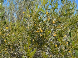wattle bush