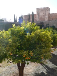 oranges everywhere
