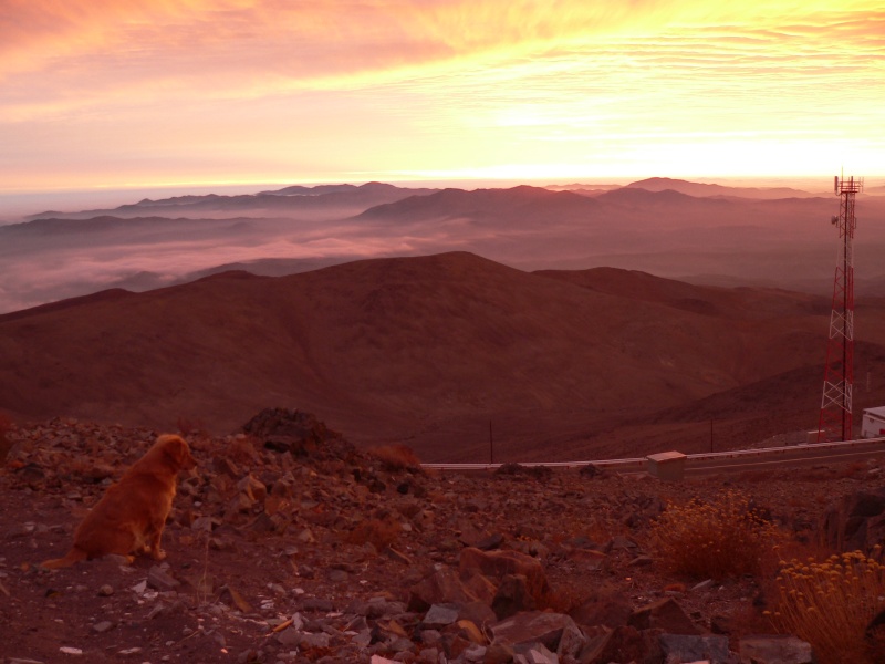 the dog doesn't care about the seeing