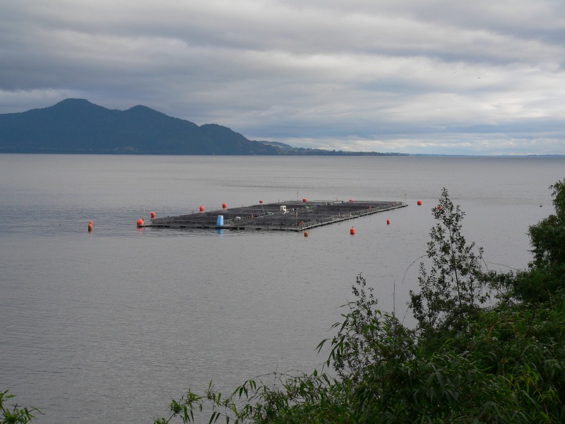 salmon farm