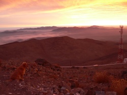 the dog doesn't care about the seeing