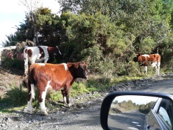driving on more country roads