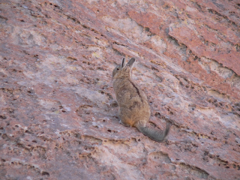 vizchaca (?), rabbit relative