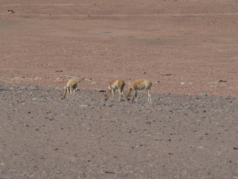 vicunas