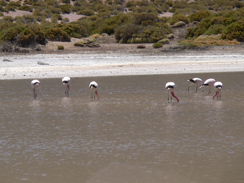 flamingos
