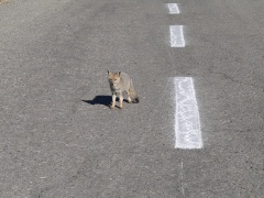 the foxes show up at 3pm to play