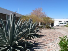 giant yucca (?) plants