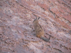 vizchaca (?), rabbit relative