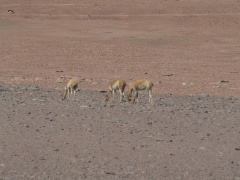 vicunas