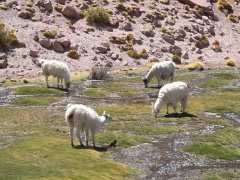 llamas