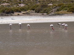 flamingos