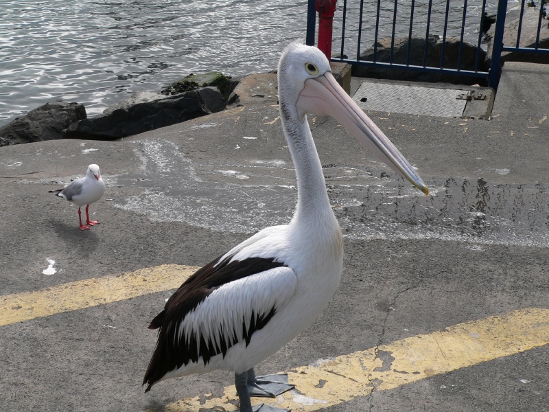 giant pelican
