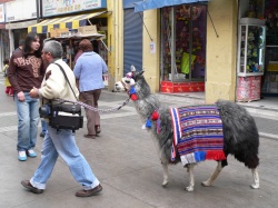 random llama